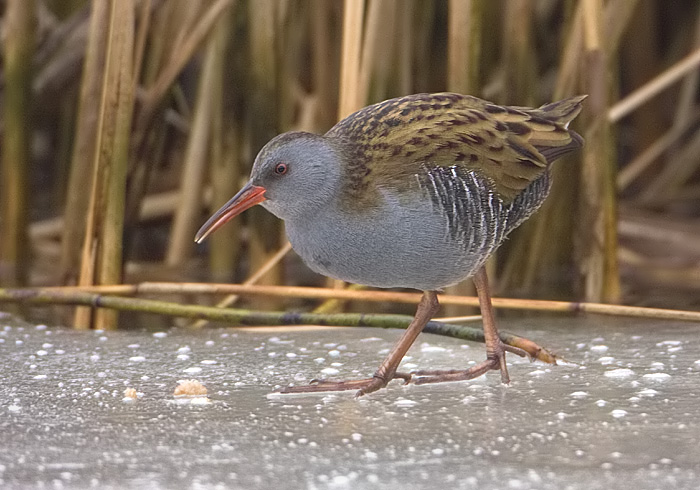 waterral voor het riet.jpg